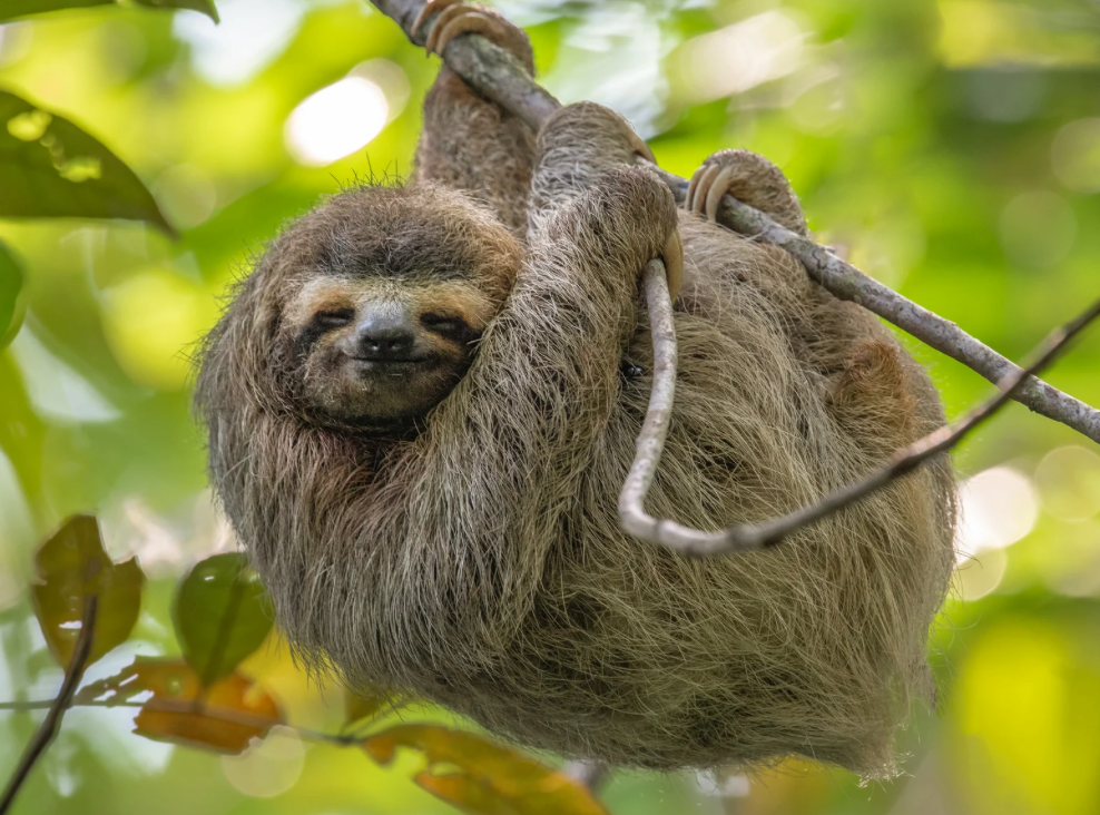 Sloth